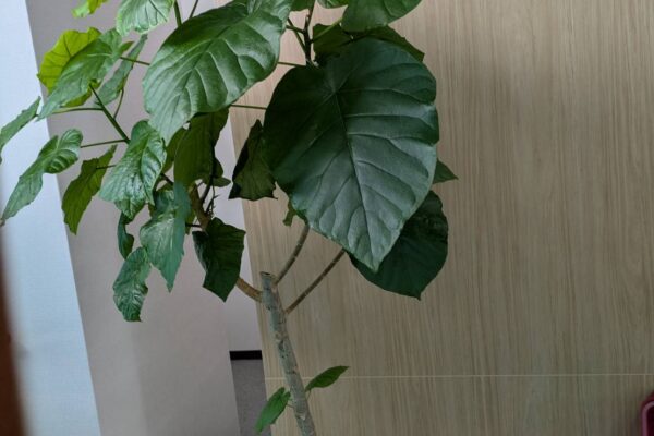 勉強・知識も成長していく